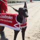 Untold Dollar pictured at Monmore
