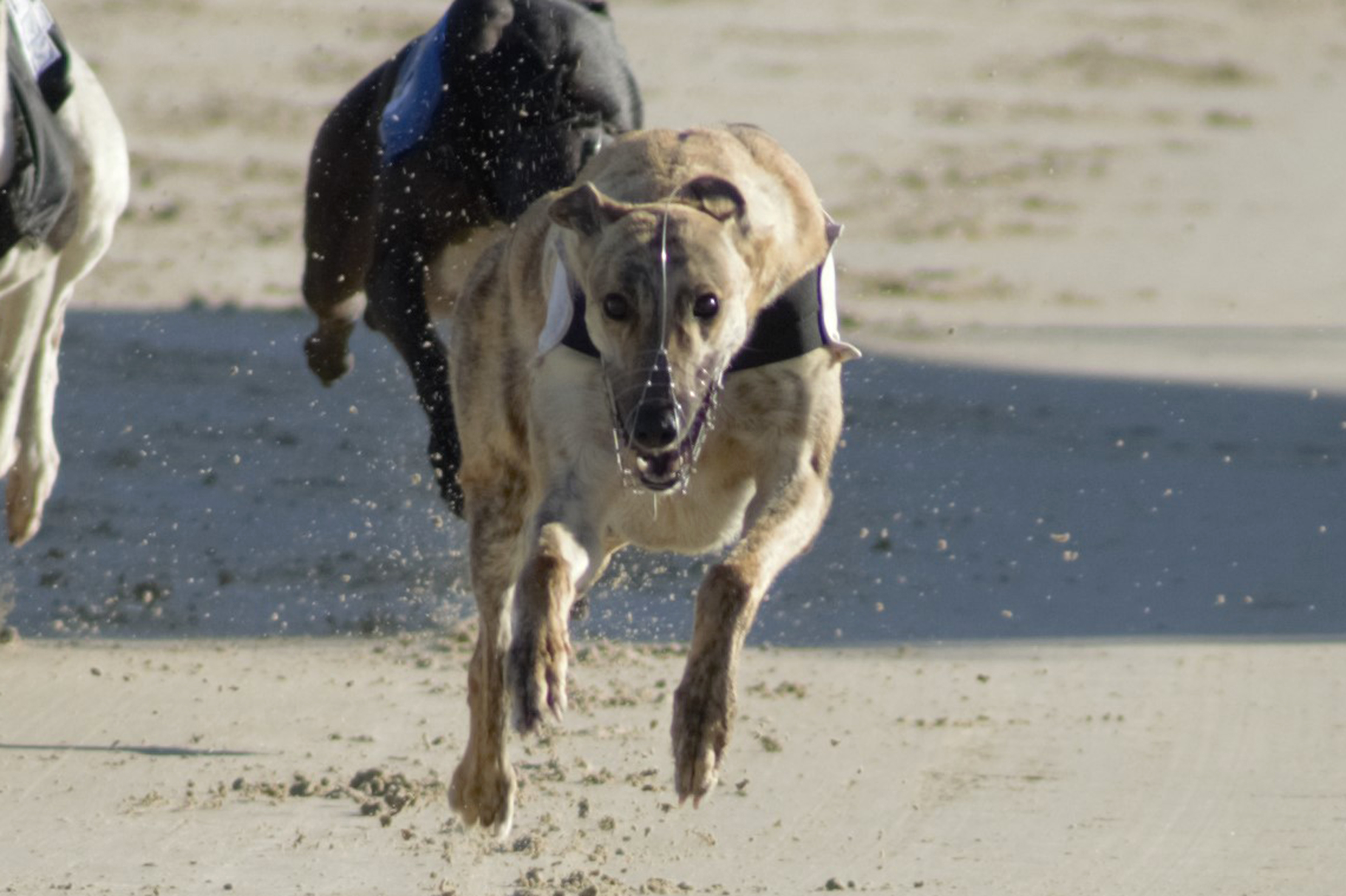 Droopys Pivotel winning the second third round heat at Towcester. Photo: Paul Blake