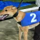 Head Count flies the flag for Kent in Arena Racing Company Cesarewitch final