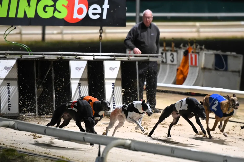 Action from the Arena Racing Company Northern Puppy Derby heats from Newcastle.