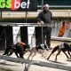 Action from the Arena Racing Company Northern Puppy Derby heats from Newcastle.