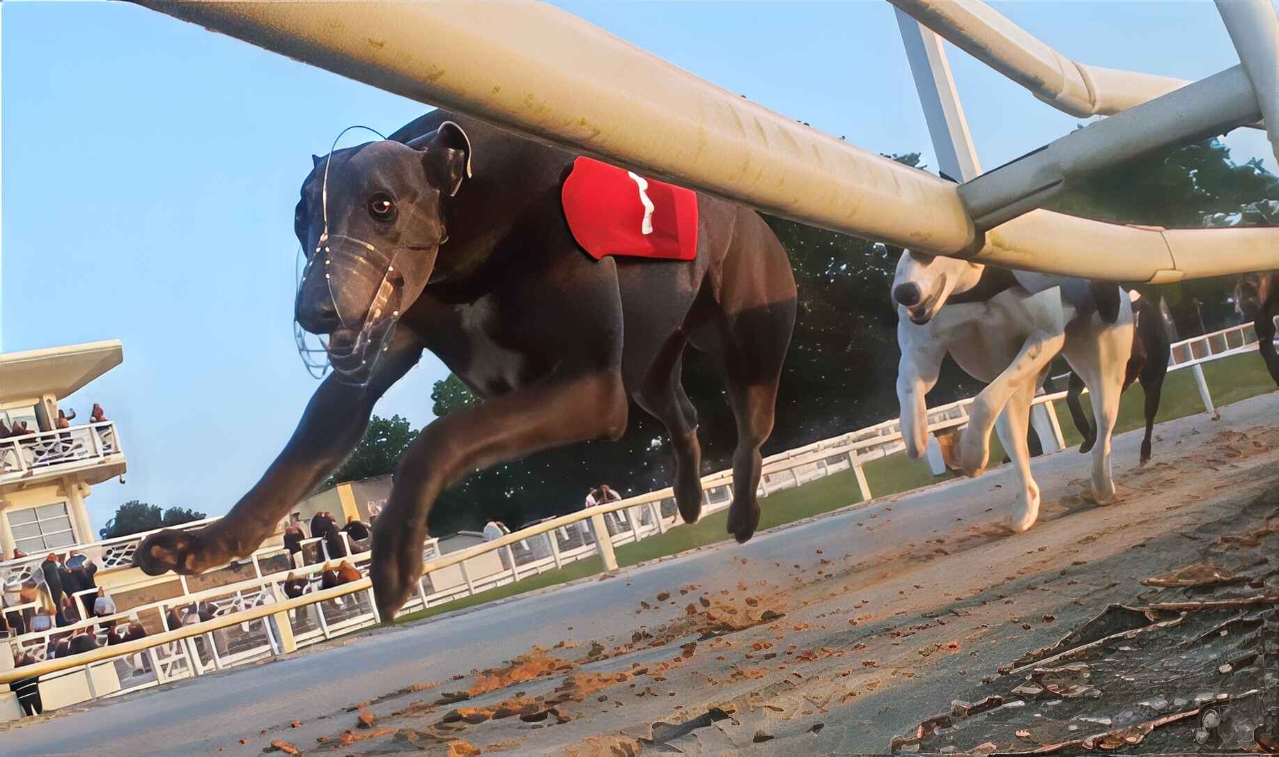 Droopys Bookem: Jim Tate