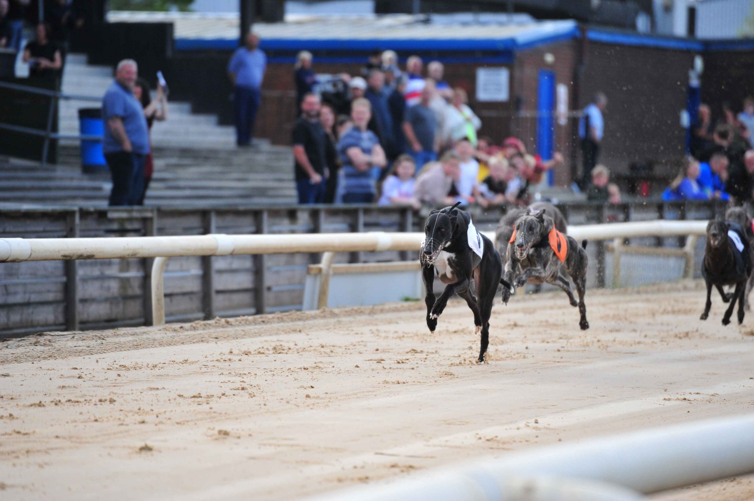 Greyhounds running - Fortitude Communications (1)
