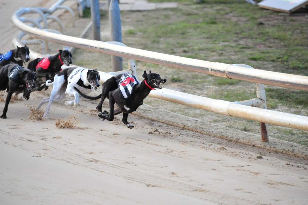 Greyhounds running - Fortitude Communications