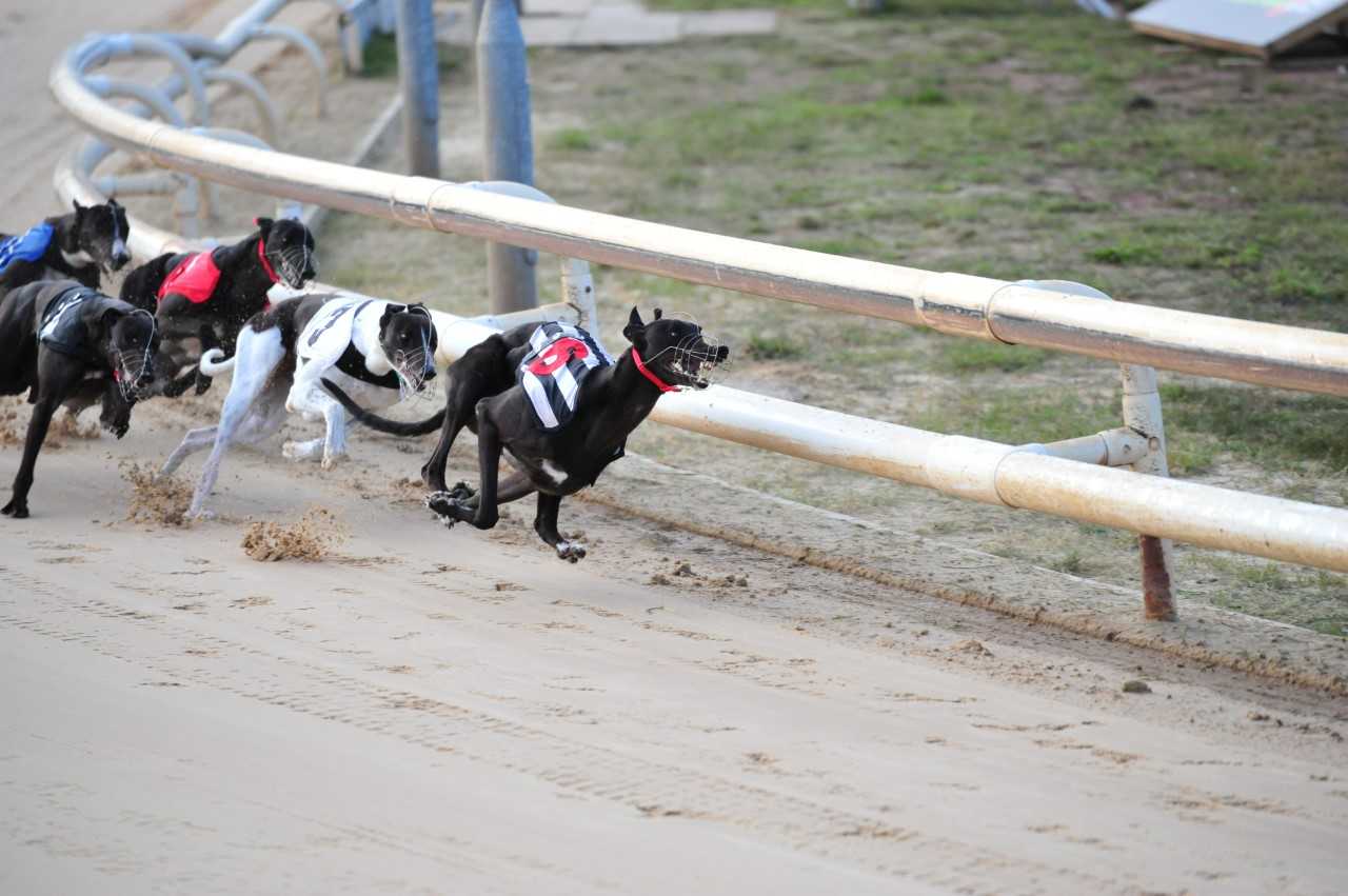 Greyhounds running - Fortitude Communications