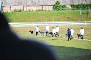 Central Park has confirmed its plans for National Greyhound Week (1)