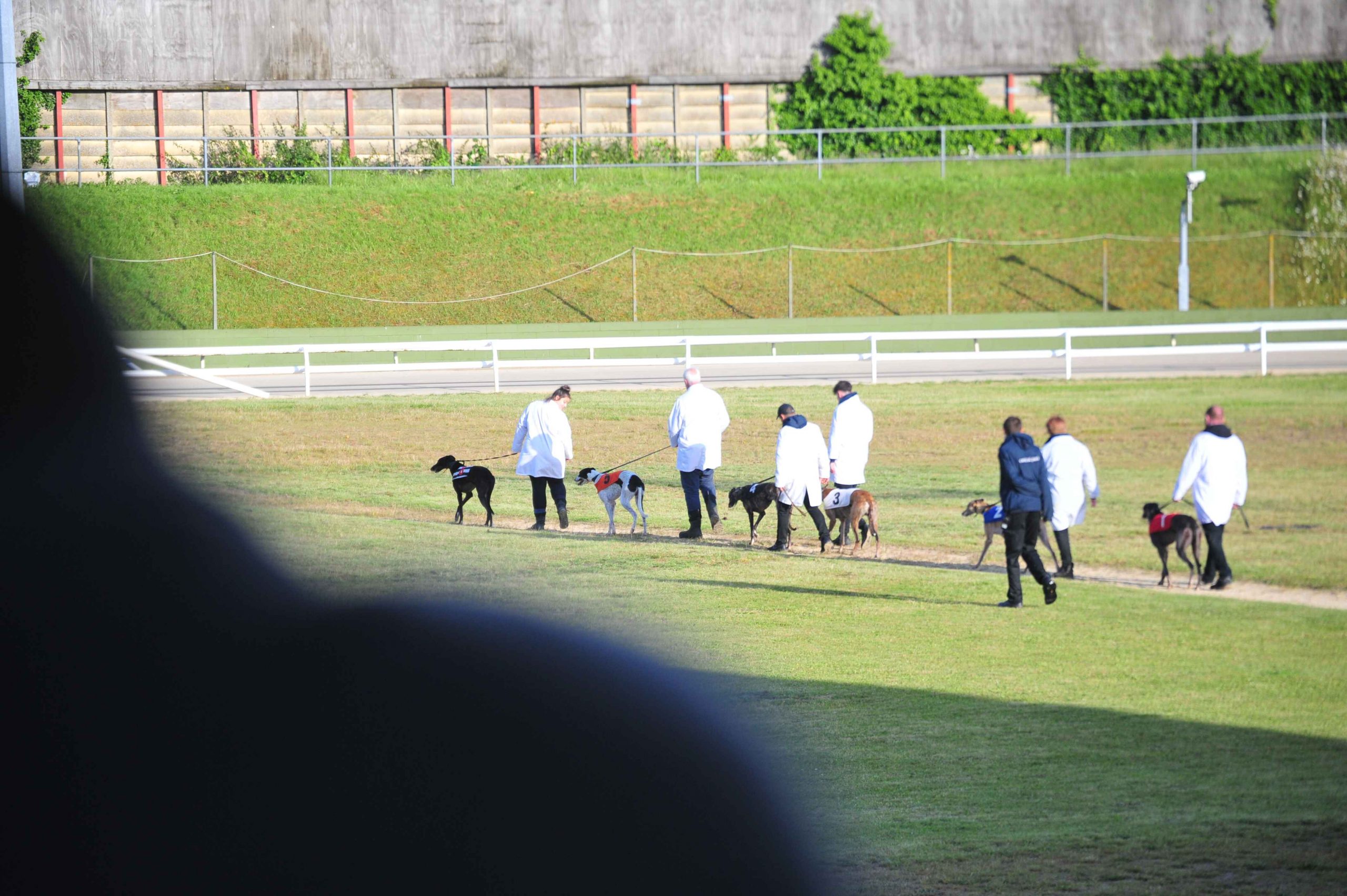 Central Park has confirmed its plans for National Greyhound Week (1)