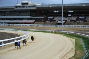Dunstall Park Greyhound Stadium
