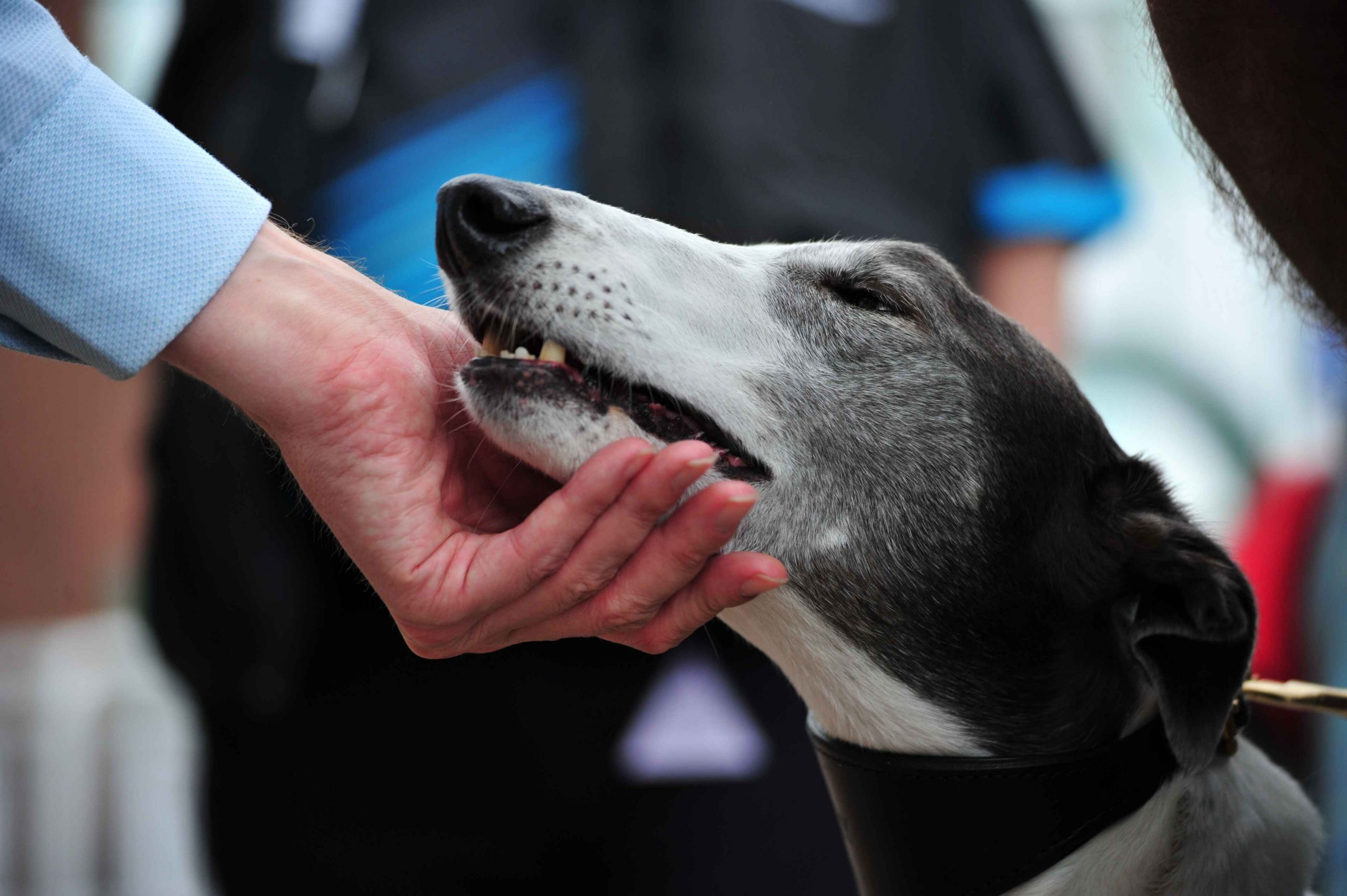 Greyhound Weekly image (1)