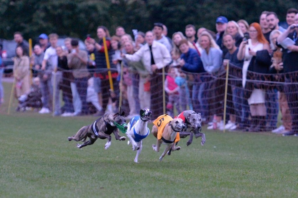 Lambourn whippet race day