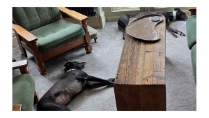 sisters Magpie Ramona and Ice To See You