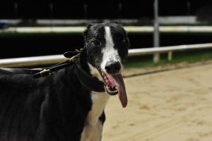 Droopys Sort