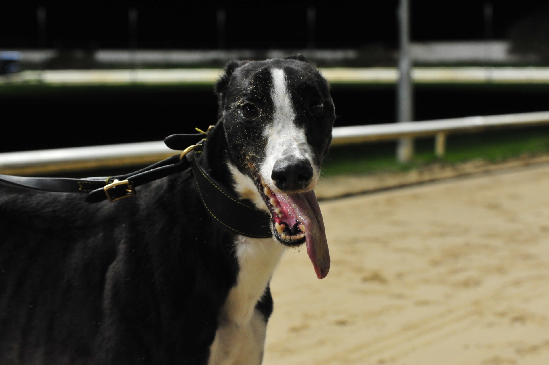 Droopys Sort