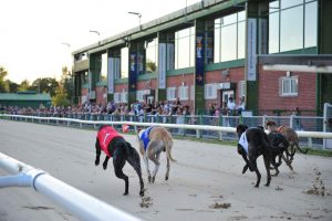 Nottingham Stadium greyhounds