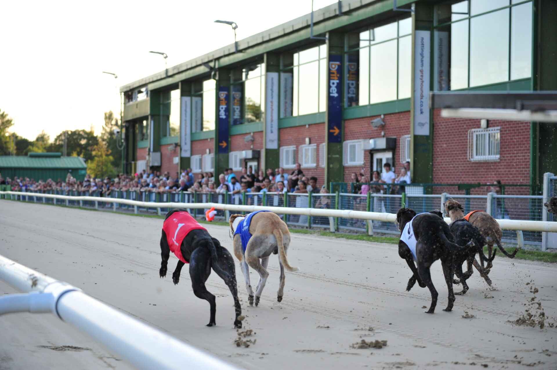 Nottingham Stadium greyhounds