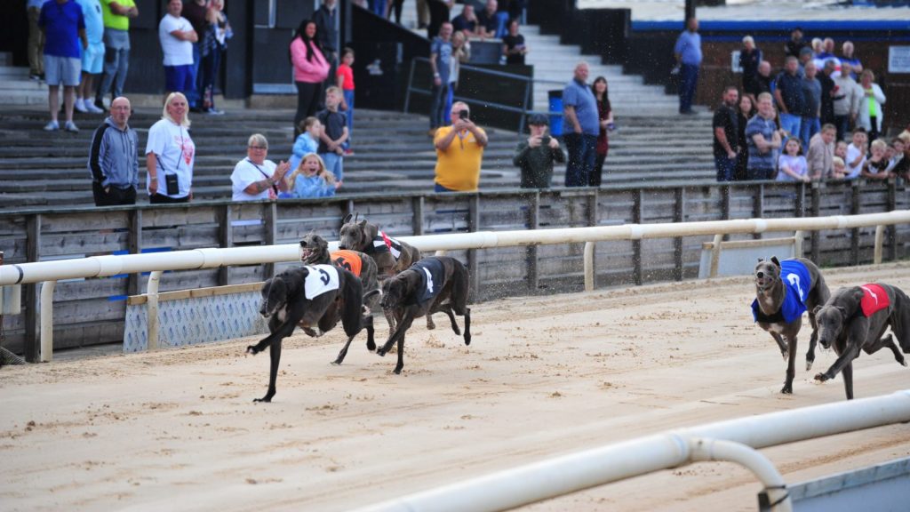 Slingshot Gazza (trap three) en route to his first UK win.