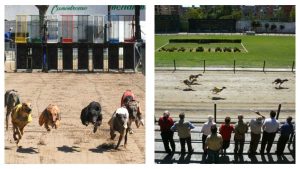 Racing dogs in Spain