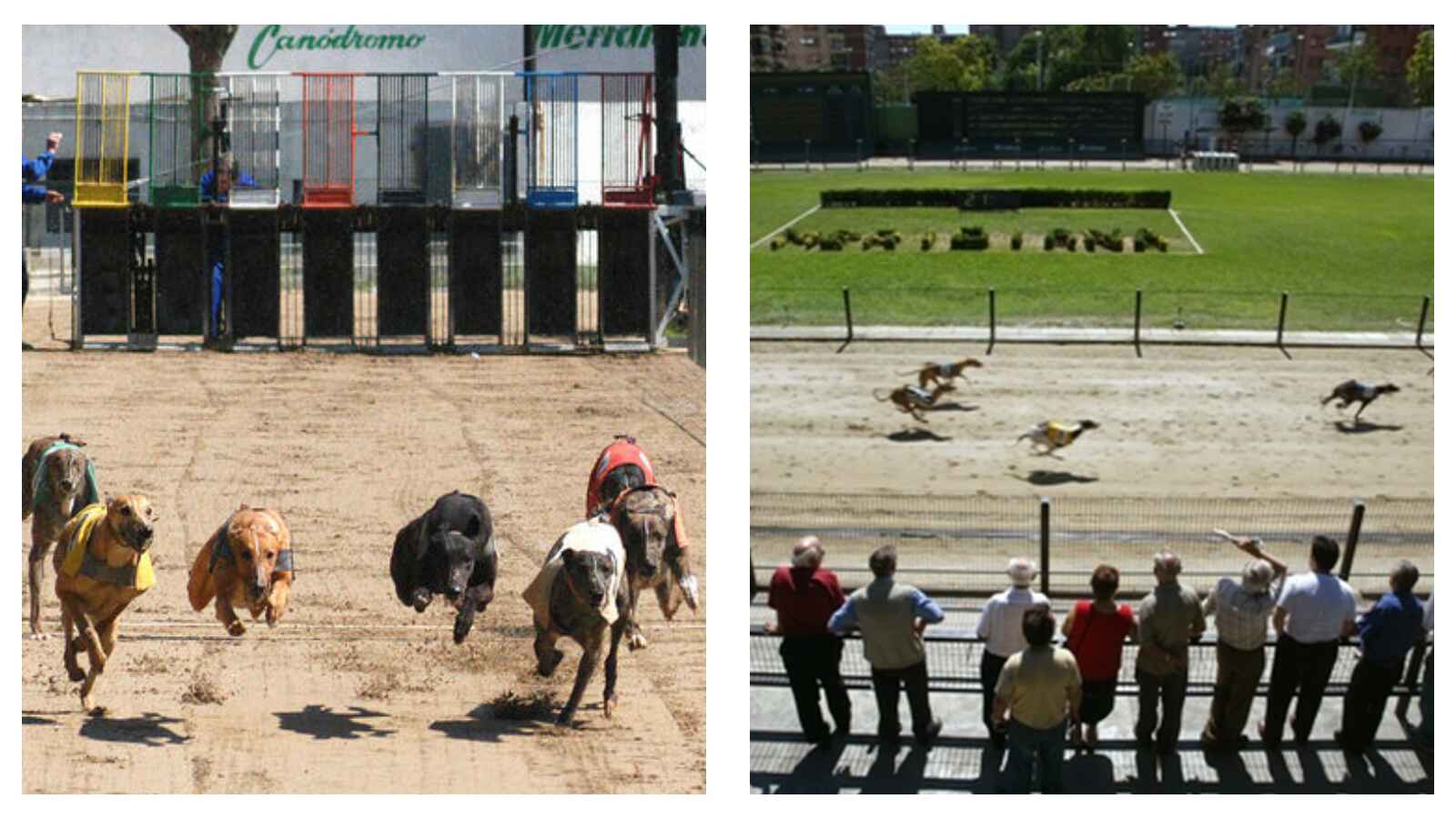 Racing dogs in Spain