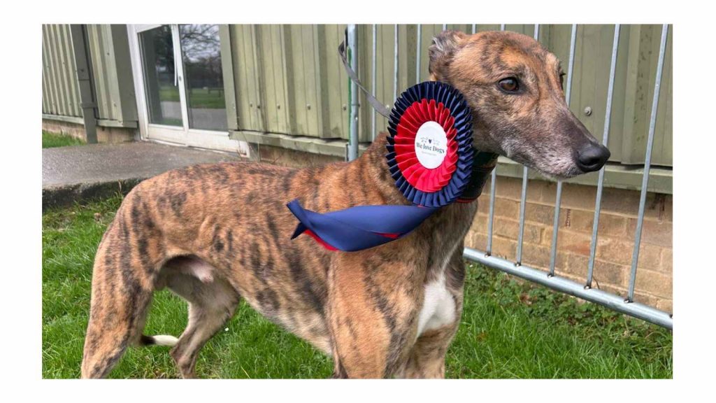 Tober Romeo greyhound