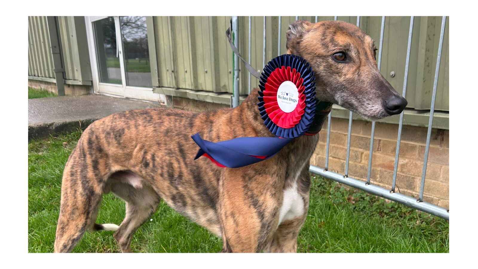 Tober Romeo greyhound