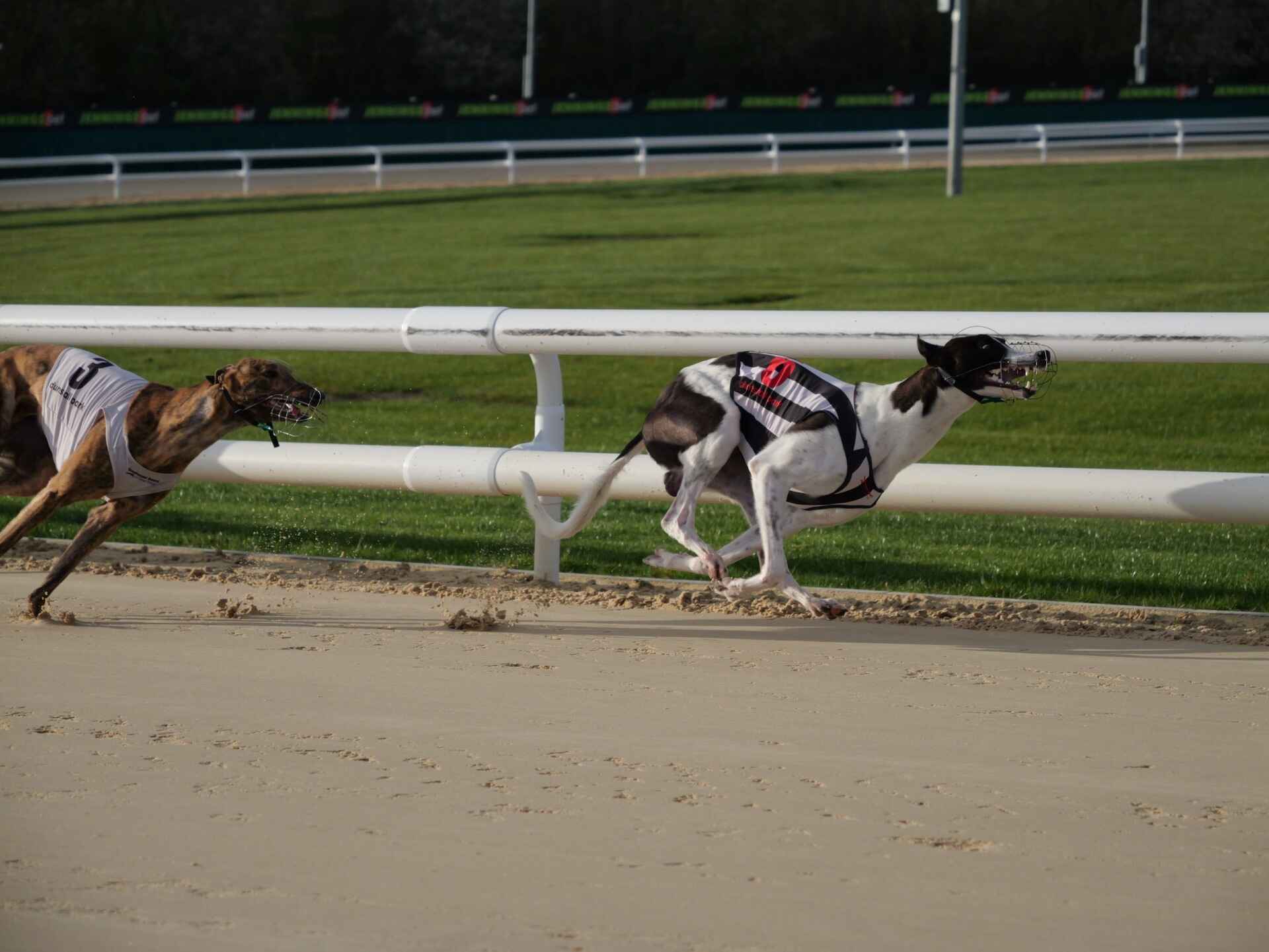 Dogs running at Dunstall Park