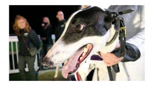 Droopys Aladdin