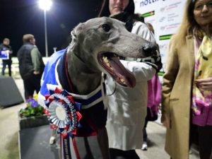 Romeo Steel greyhound