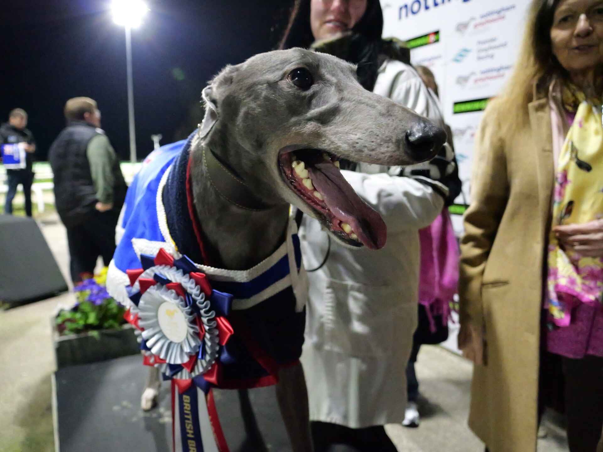 Romeo Steel greyhound