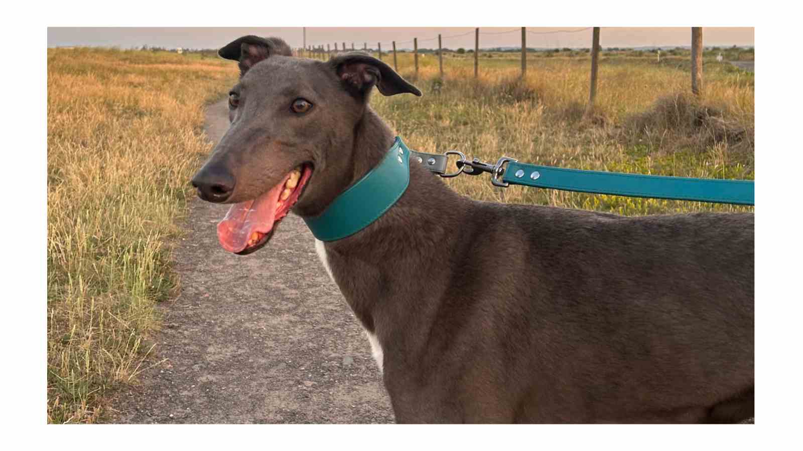 Retired greyhound Bruce