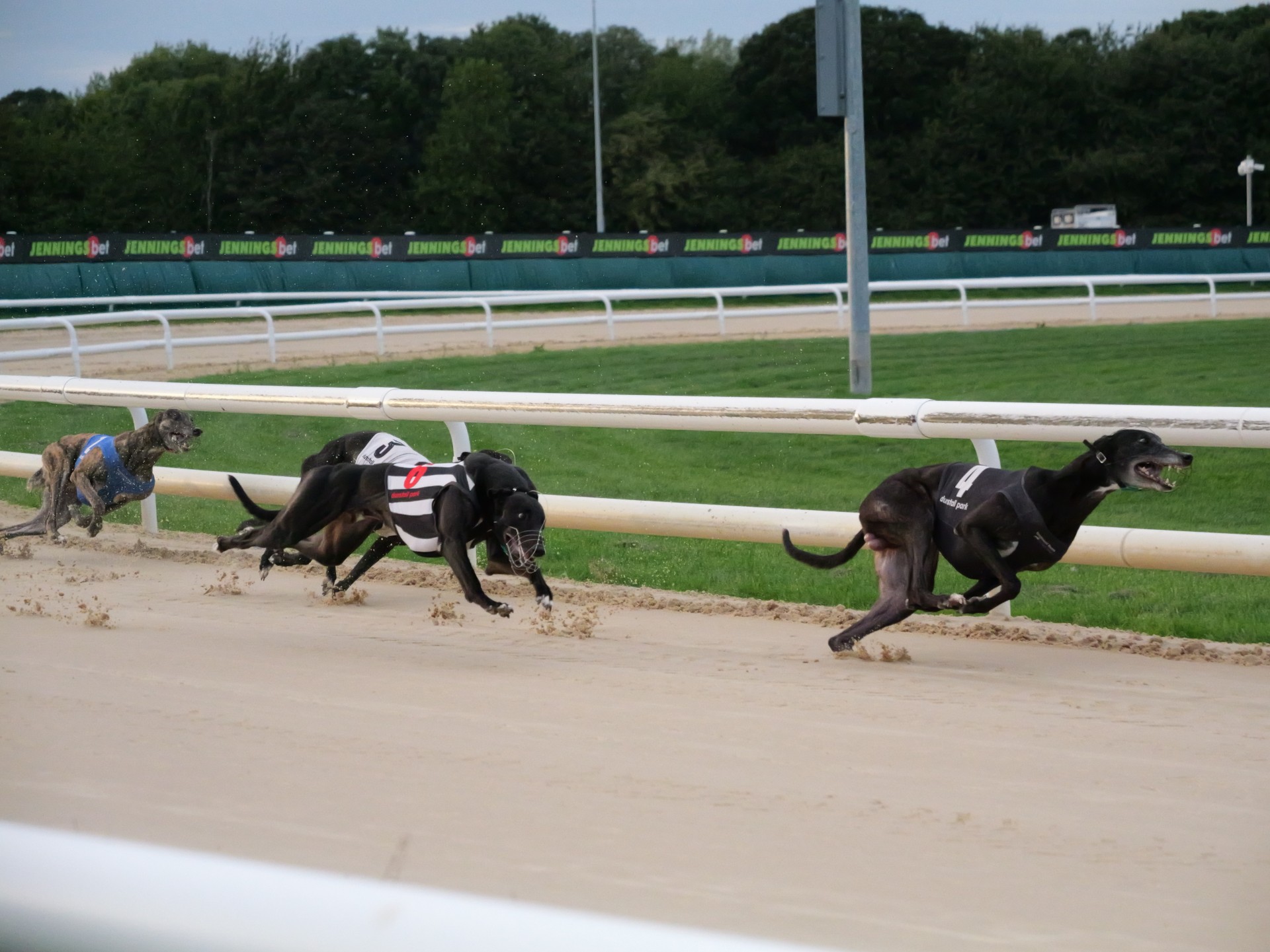 generic greyhounds image